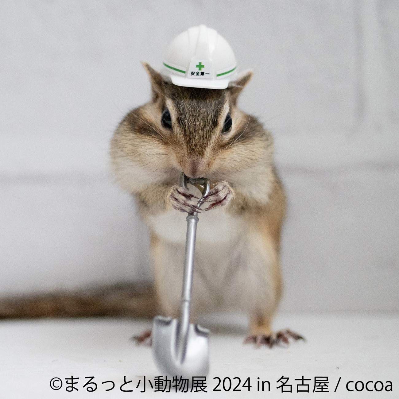 リス　安全第一
